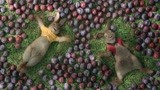 比得兔：农场主意外去世，所有动物都跑进了农场，瓜果要被吃光了