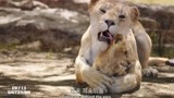 狮子王：狮子妈妈用舌头帮小辛巴洗澡，舔的真干净