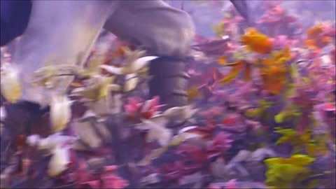 神雕:杨过情花丛中救人,早为此毒所害,多一点又有何妨