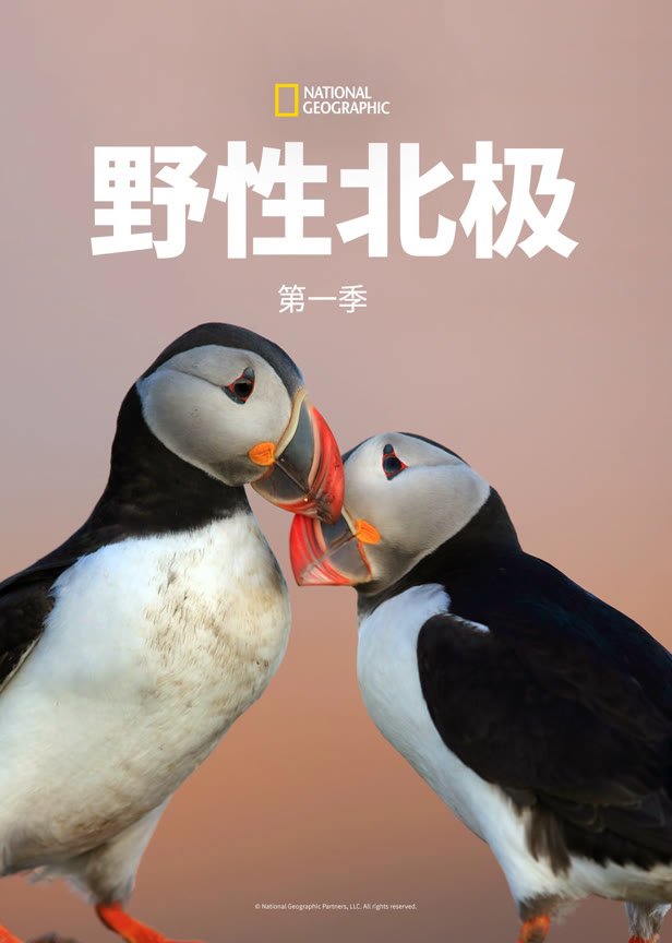 野性北极第一季