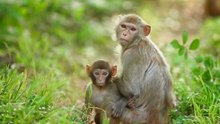 庐山猴子繁殖过快 园林局喂食避孕药