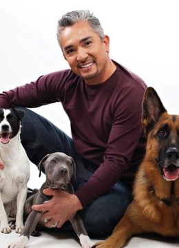 Watch the latest Dog Whisperer  online with English subtitle for free English Subtitle