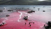 丹麦法罗群岛宰杀250头鲸鱼 血染海湾