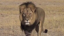津巴布韦法院开庭审理明星狮王塞西尔被猎杀案