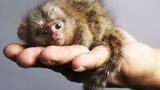世界最小猴 侏儒狨猴萌式撩妹