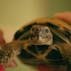 小乌龟是如何长大的
