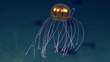 马里亚纳海沟又现神秘物种 发光水母似外星生物