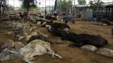 印度养牛场工人罢工无人喂牛