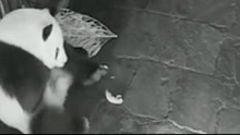 动物园晒出熊猫母亲生宝宝视频