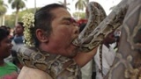 印度蛇节 信徒徒手强吻眼镜蛇