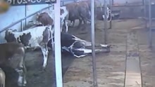谷仓漏电数头奶牛被电击致死
