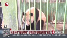 回应网传瘦骨嶙峋动物园实地称重熊猫蜀兰