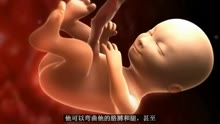 怀孕15-19周 超声波能清晰辨别胎儿性别