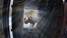 最美动物诗集 第25集 探访白犀牛
