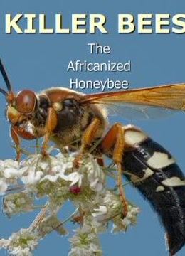 非洲杀人蜂