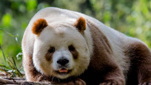 全世界仅存的一只棕色熊猫，在秦岭附近发现，和它妈妈一点都不像