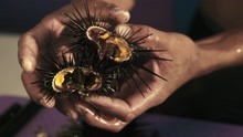 老广的味道3：新鲜海胆被捕捞上岸烹饪 生吃竟是海胆最佳食用方式