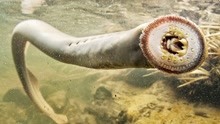 地球上3种海底深处真正的怪物！巨大獠牙的3米长博比特虫