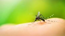蚊虫叮咬会不会间接传染HIV病毒，让被咬者感染艾滋病？
