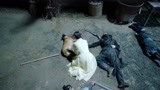 《小女花不弃》神犬阿黄遗憾下线让众人泪目 凶手居然会是他