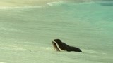 海狮被巨大海浪冲上了岸边     那就打打滚晒晒太阳吧