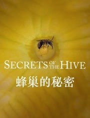蜂巢的秘密