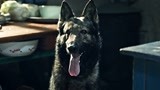 血狼犬：警察吃肉，狗冲他叫，警察吐了！
