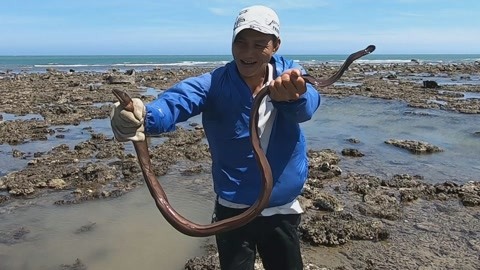 大叔赶海最刺激的一次,徒手擒住一条一米多的大海鳗,太猛了
