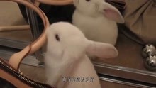 小兔子第一次照镜子，表情让人哭笑不得：它是我失散多年的姐妹？