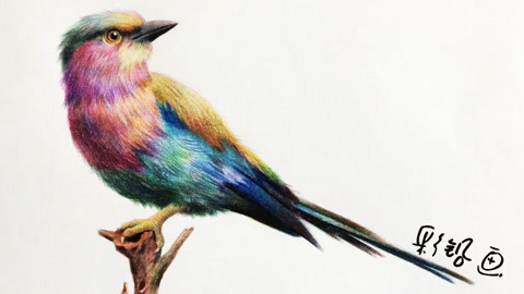 彩铅画——一只漂亮的小鸟