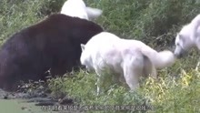 狼群饥饿难耐遇到大黑熊也想试试，大黑熊可不是好对付的！