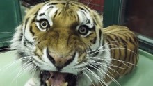 哈士奇第一次见到老虎，竟成功把老虎带偏，镜头拍下搞笑全程