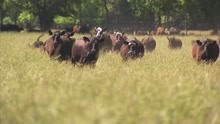 美国田纳西州安格斯牛养殖场，农民开皮卡收割万捆牧草！