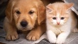 认怂时刻猫和狗竟如此同步