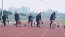 警犬大赛开赛在即，警花带着警犬拼命训练，都想取得好成绩