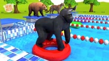 黑猩猩熊豹子坐游泳圈