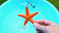 教你认识在海洋里生活的海星玩具