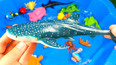 教你认识世界上最大的鱼类鲸鲨玩具