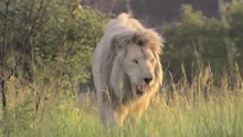 白狮自幼被狮群遗弃，经历各种生存的磨难后，最终成为一代狮王！
