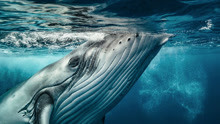 8.英语音频：Humpback Whale