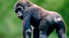 动物是如何学会繁衍的？是无师自通，还是一种遗传意识？
