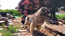 欣赏下这只纯种高加索犬，俄罗斯引进回来的，牵它好像牵了头雄狮