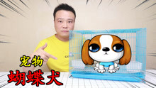 [图]小浪花2500元开箱一只“蝴蝶犬”汪星人，狗狗蠢萌的样子超可爱！