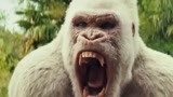 狂暴巨兽：猩猩想要攻击人类，白化猩猩瞬间将它撞飞，不愧是老大