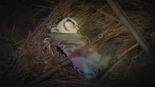 三目封神传：天降神童？小女孩在草棚里捡到一个浑身发光的孩子