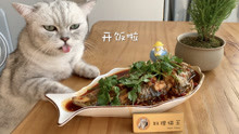 【料理猫王】猫咪做了红烧鱼，还要被主人套路，看他怎么反制