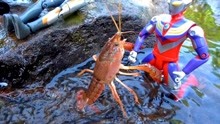 迪迦和赛罗奥特曼到河边钓小龙虾做烧烤，小龙虾不上钩只好下河抓