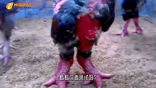 奇葩的“东涛鸡”，这么大的鸡爪还长着“肉瘤”你敢吃吗？