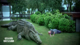 百万巨鳄：2吨鳄鱼误杀养鳄人，死前留下泪水，万物皆有灵！