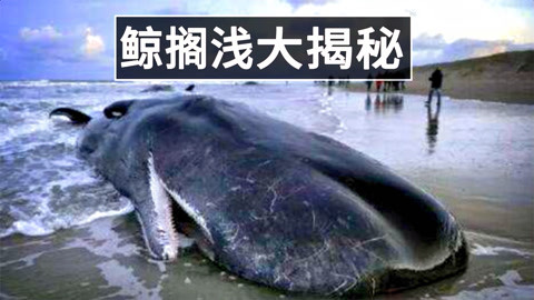 鲸用肺呼吸，为什么放在岸上会立马暴毙？